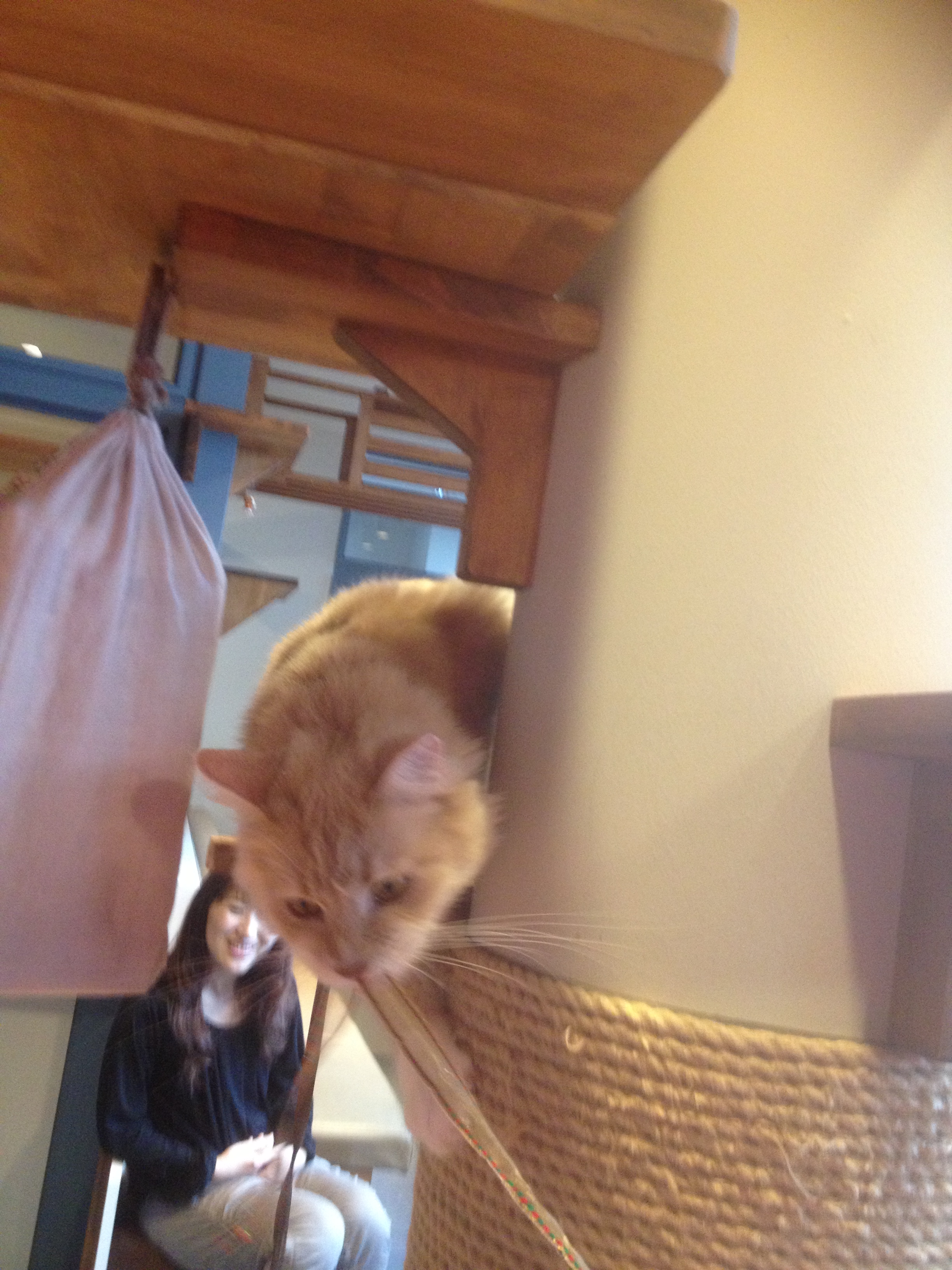 猫カフェ好き日記